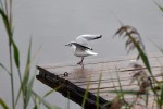 ホプフェン湖の水鳥