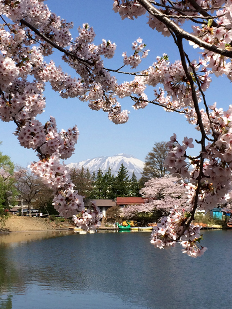 高松の池と桜と岩手山