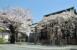 龍谷寺の桜