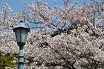 龍谷寺の桜