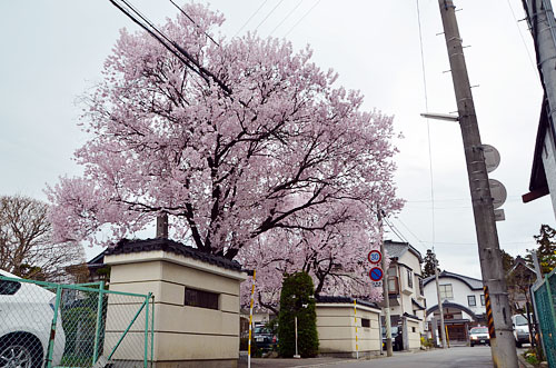 寺町の桜