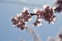花弁が透けた桜