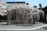 龍谷寺の枝垂れ桜
