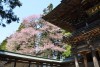 報恩寺の桜