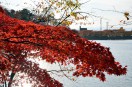 高松の池の紅葉