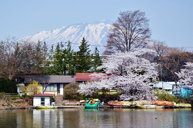 高松の池の桜と岩手山
