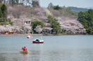 高松の池の桜とボート