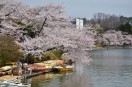 高松の池の桜とボート乗り場