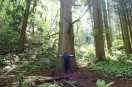 巨大な一本杉