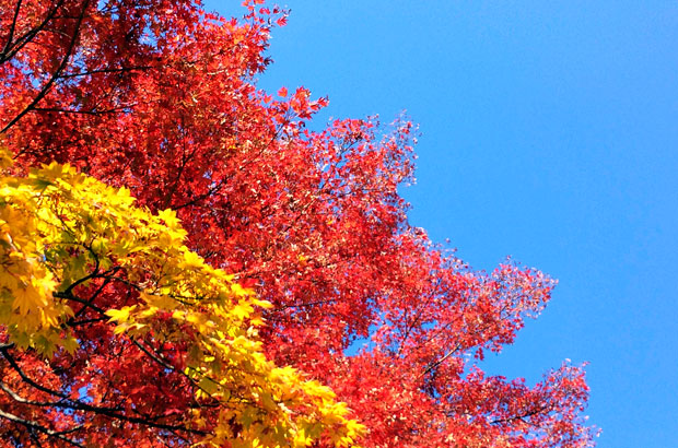 盛岡城跡公園の紅葉と青空